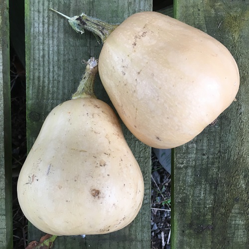 Butternut Squash Hunter